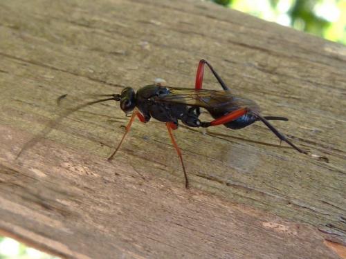 Cryptinae