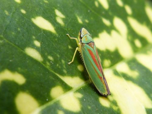 Graphocephala fennahi