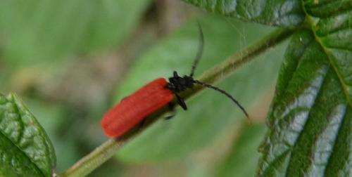Réf. 127 537 : Platycis minutus
