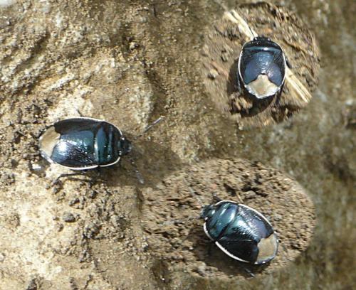 Réf. 127 315 : Canthophorus sp.