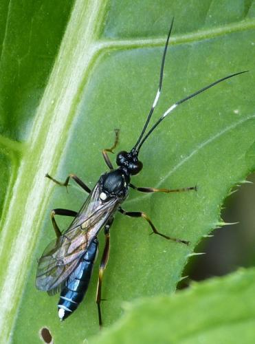 Goedartia alboguttata