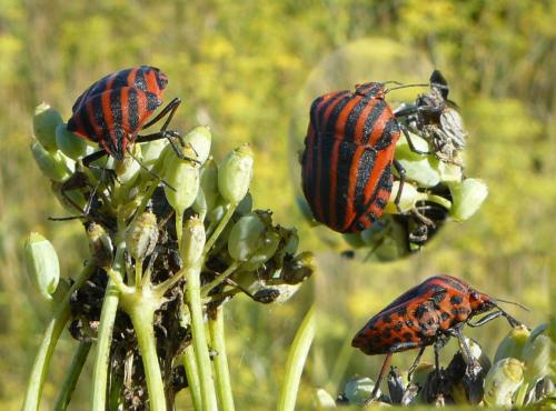Graphosoma italicum
