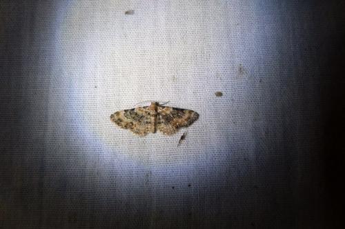Eupithecia sp.