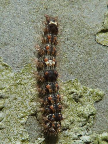 Réf. 127 297 : Eilema sororcula