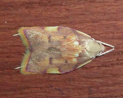 Réf. 127 291 : Carcina quercana