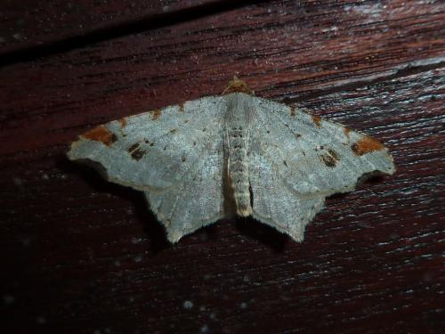 Réf. 127 710 : Macaria alternata