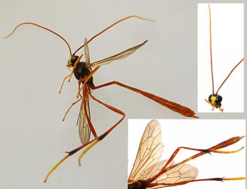 Heteropelma grossator