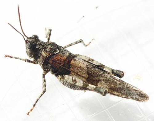 Oedipoda caerulescens caerulescens