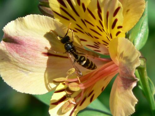 Polistes sp.