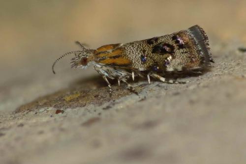 Réf. 127 957 : Tebenna micalis