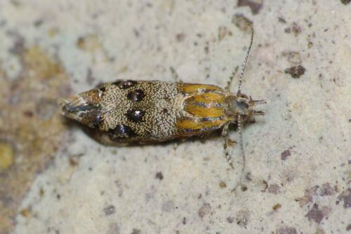 Réf. 127 958 : Tebenna micalis