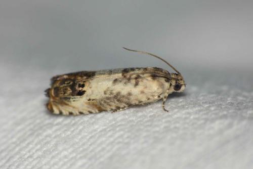 Pammene fasciana
