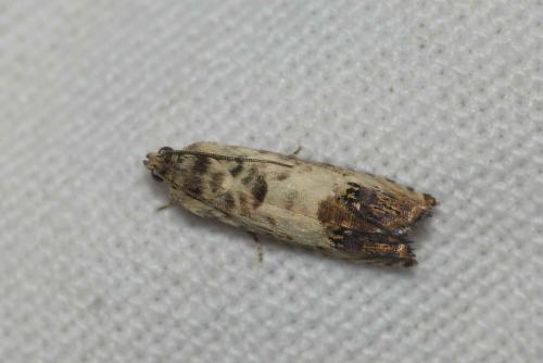 Pammene fasciana