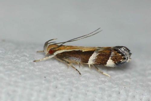 Dichomeris lamprostoma