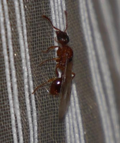 Réf. 127 650 : Myrmica sp.