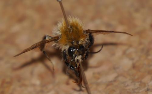 Bombus sp.
