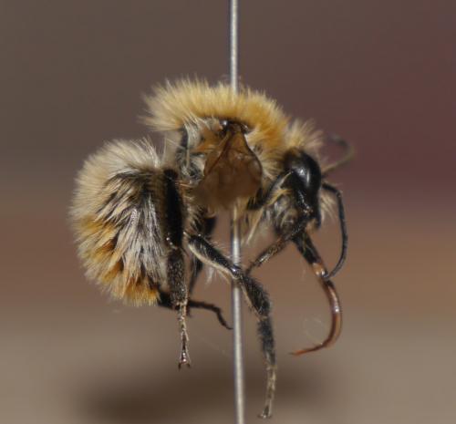 Bombus sp.