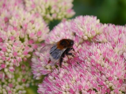 Bombus hypnorum