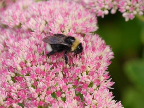 Bombus sp.