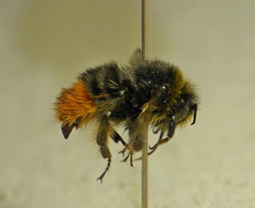 Bombus lapidarius