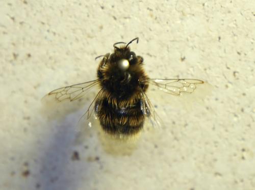 Bombus hypnorum