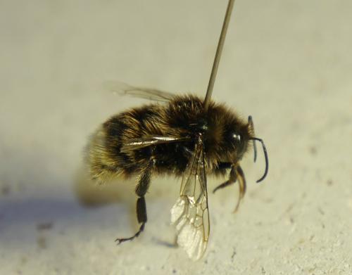 Réf. 127 819 : Bombus hypnorum