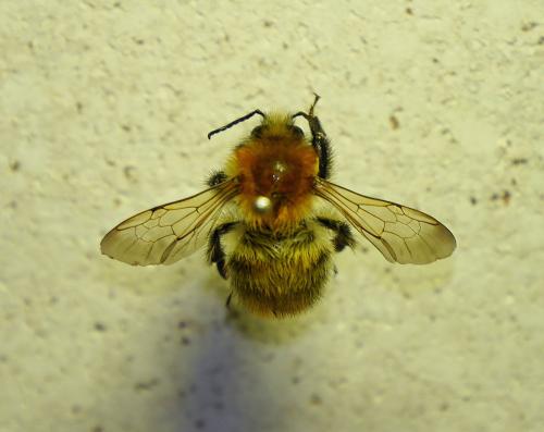 Bombus pascuorum