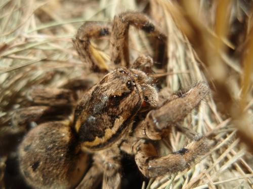Lycosa tarantula
