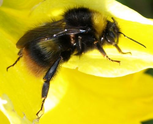 Réf. 127 459 : Bombus pratorum