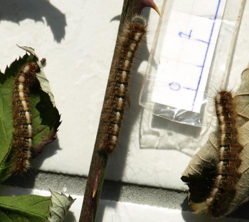 Lasiocampa quercus