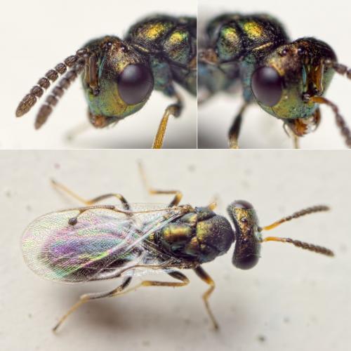 Réf. 127 043 : Gastrancistrus sp.