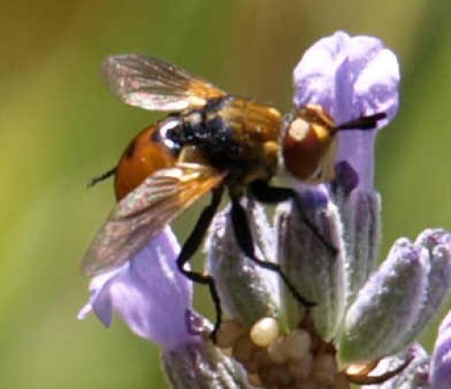 Gymnosoma sp.