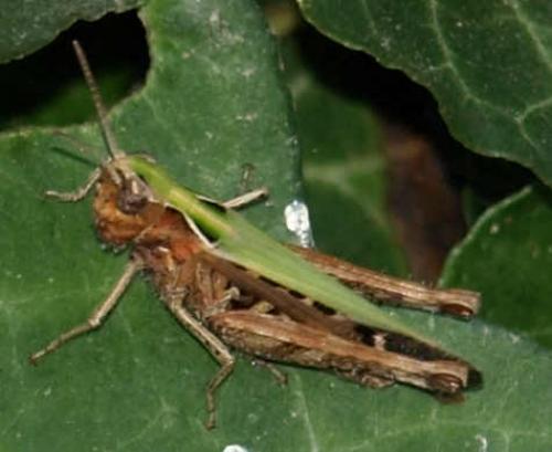 Omocestus rufipes