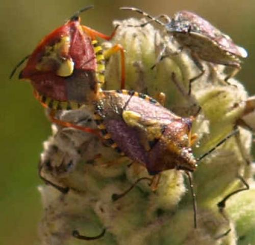 Carpocoris purpureipennis