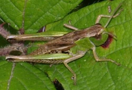 Réf. 127 225 : Pseudochorthippus parallelus