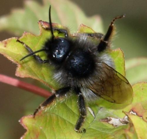 Bombus sp.