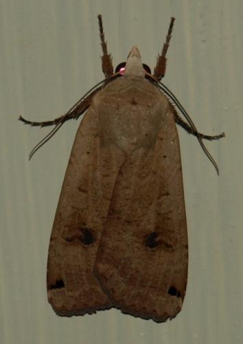 Noctua pronuba