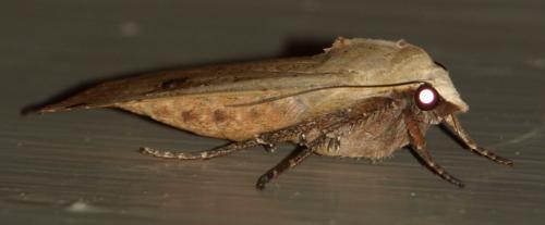Noctua pronuba
