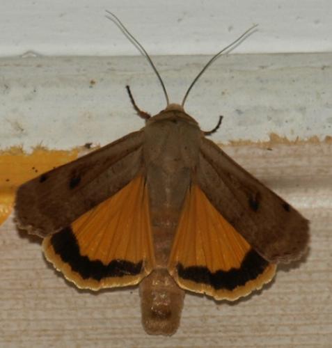 Noctua pronuba