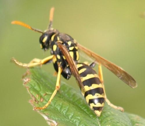 Polistes dominula