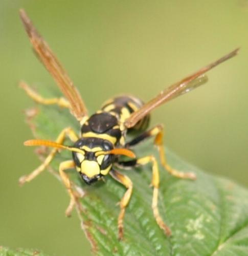 Polistes dominula