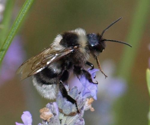 Bombus sp.