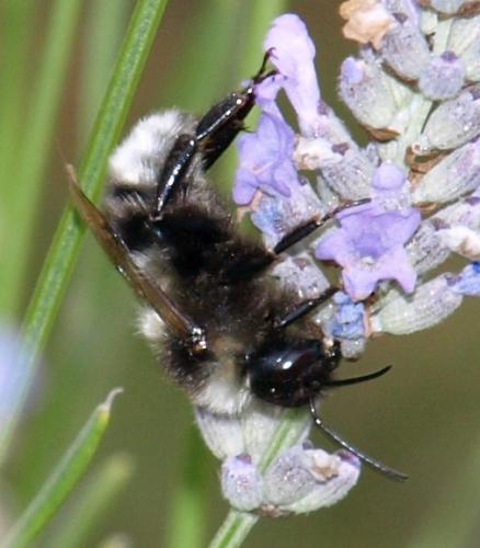 Réf. 127 335 : Bombus sp.