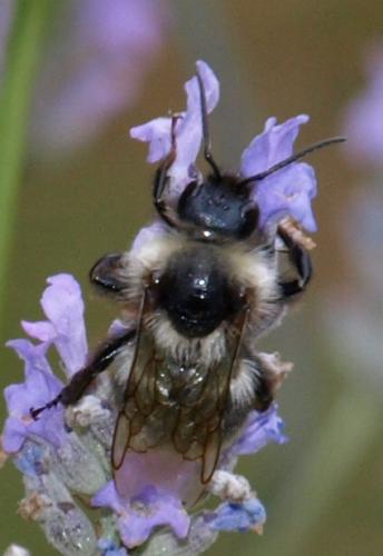 Bombus sp.