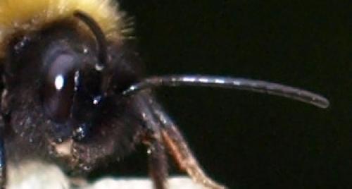 Bombus campestris