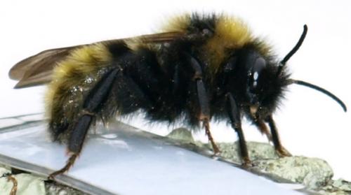 Bombus campestris