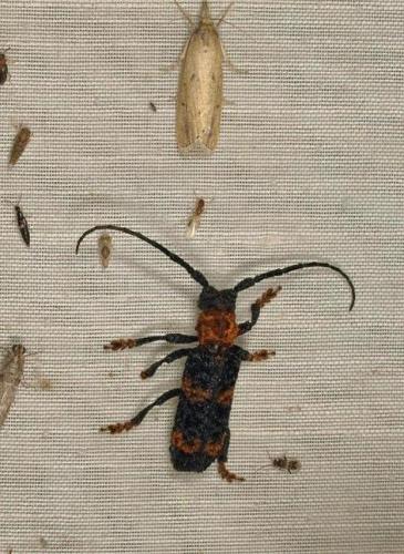 Cymatura bifasciata