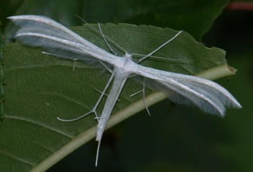 Réf. 127 319 : Pterophorus pentadactyla