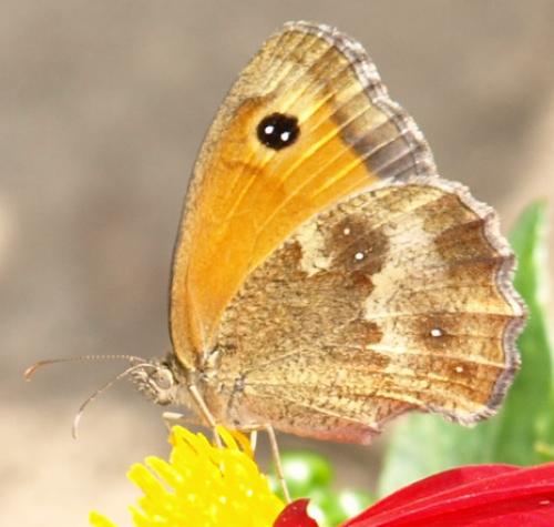 Réf. 127 328 : Pyronia tithonus