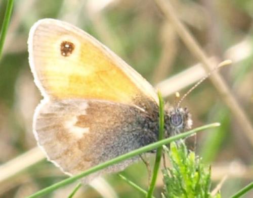 Réf. 127 323 : Coenonympha pamphilus